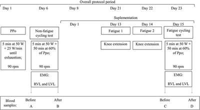 Green Tea Extract Preserves Neuromuscular Activation and Muscle Damage Markers in Athletes Under Cumulative Fatigue
